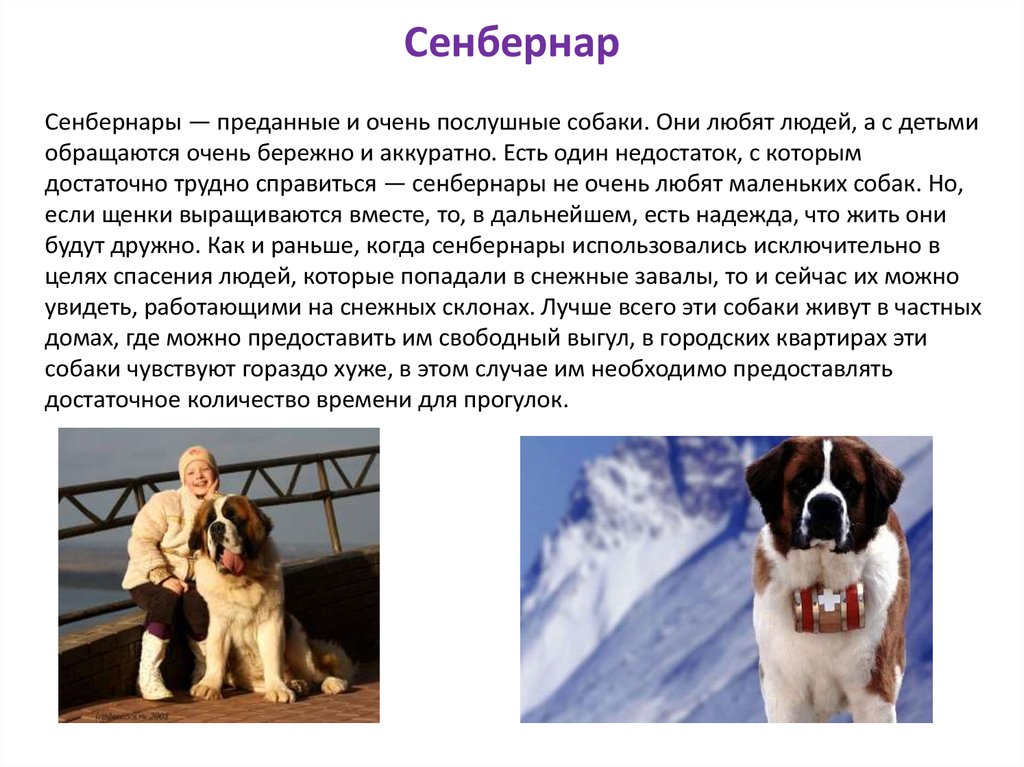 Собака сенбернар: характеристика, стандарт, уход и содержание.