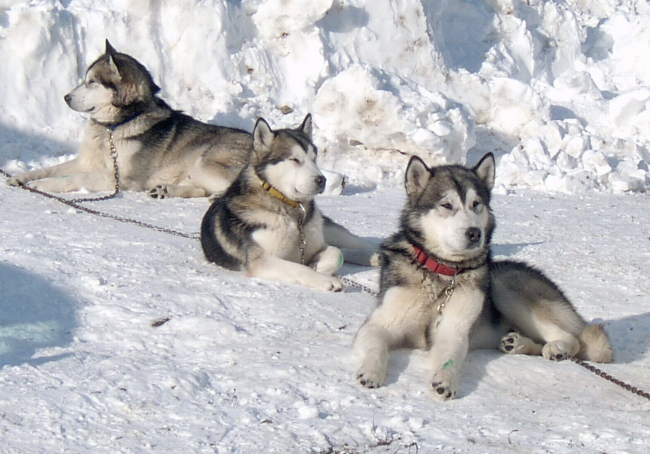 Мороз нипочем. породы собак, которые не страшатся холода - круглосуточная ветеринарная клиника вет-дух