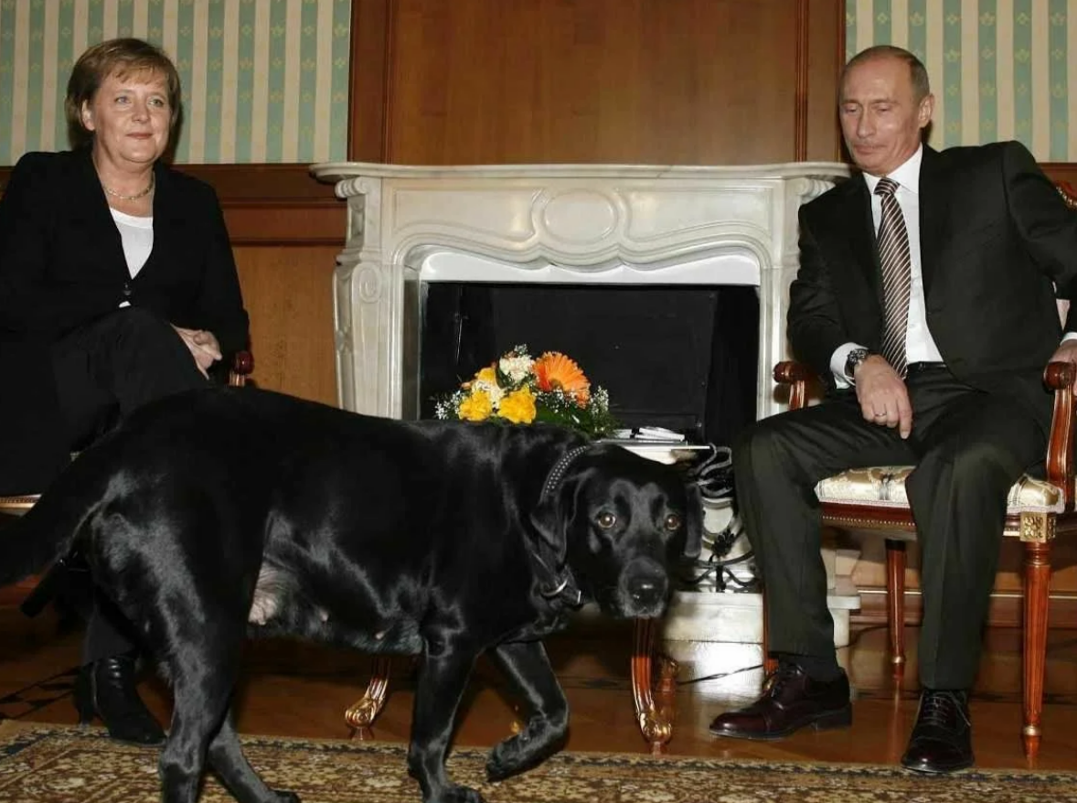 Собаки путина — фото