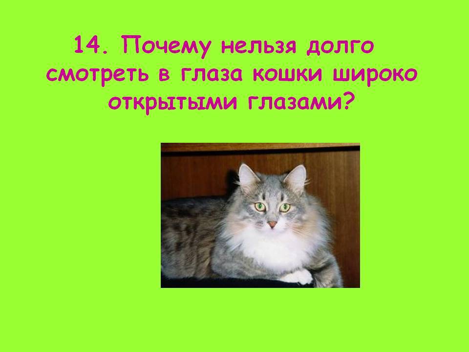 Почему нельзя смотреть кошкам в глаза по народным приметам