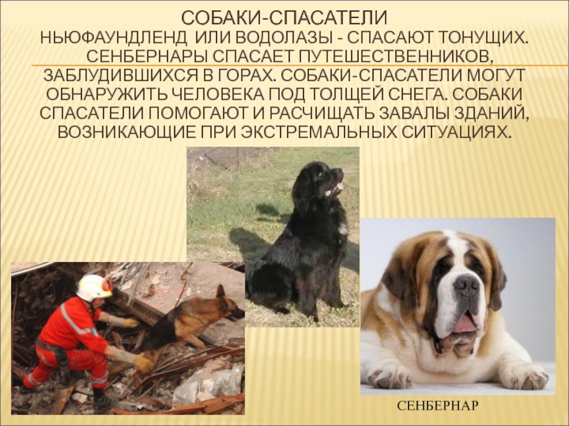 Собаки-спасатели: породы, особенности подготовки, качества
