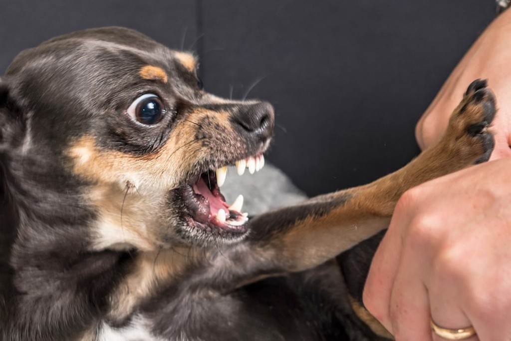 Как отучить щенка кусаться: почему и когда перестанет сильно грызть и рычать, что делать, чтобы не хватал постоянно за руки, как воспитывать хаски, лабрадора, йорка?