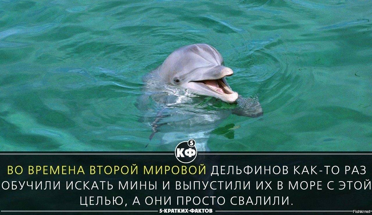 Почему язык дельфинов круче человеческого? - gafki.ru