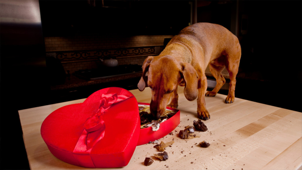 Можно ли собаке кушать шоколадные изделия: что будет и что сделать если съела