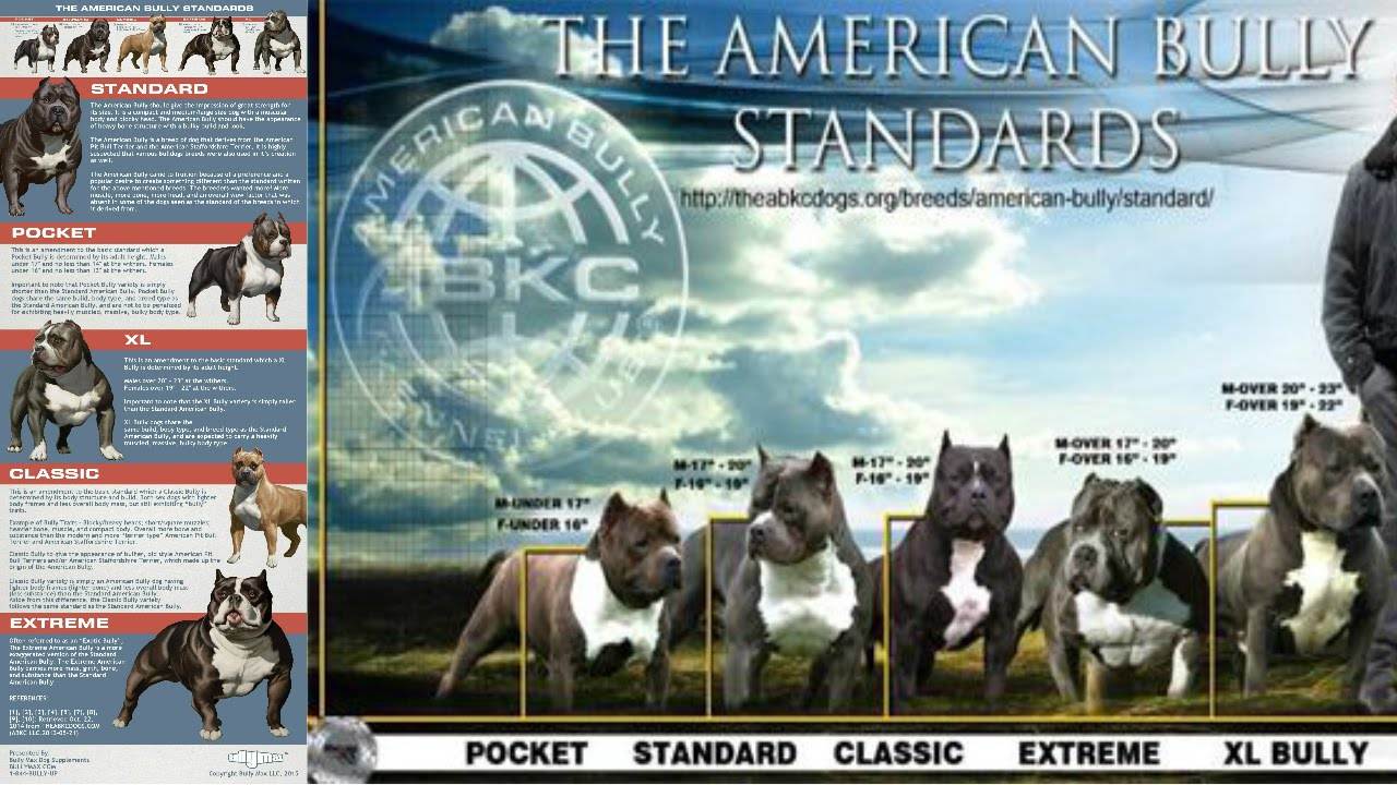 Американский булли: описание породы с фото и рекомендации по уходу за собакой