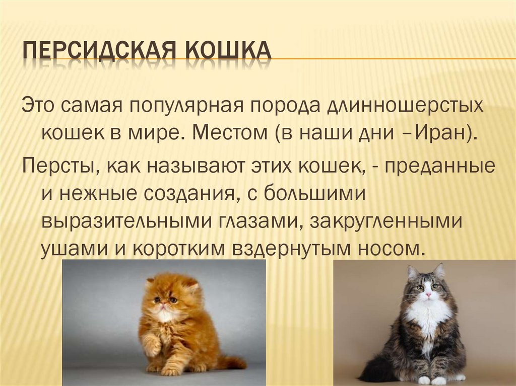 Сколько лет живут персидские кастрированные коты