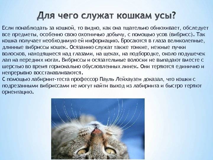 Зачем коту усы, почему у котенка ломаются и выпадают усы, что будет, если кошке обрезать усы, отрастают ли они