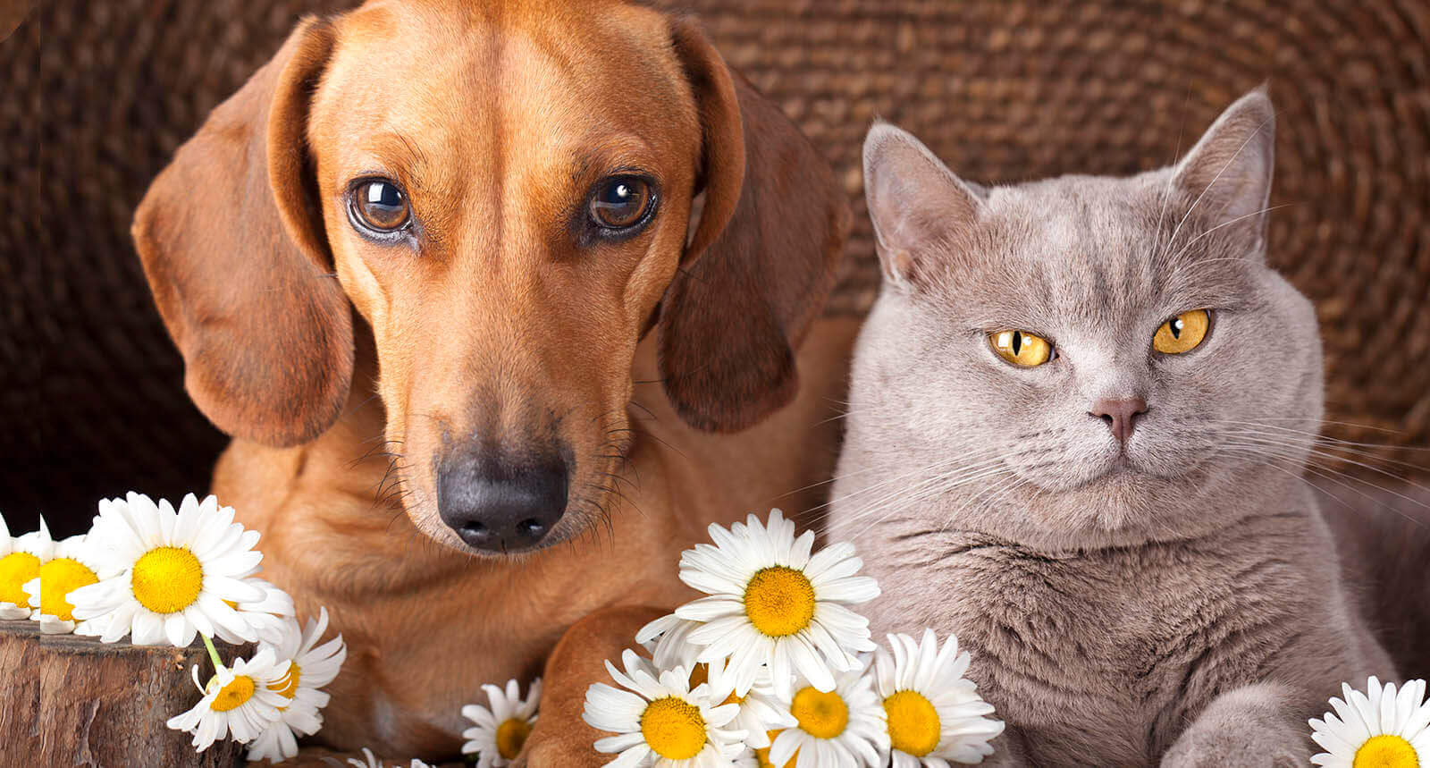 Фото красивых кошек и собак