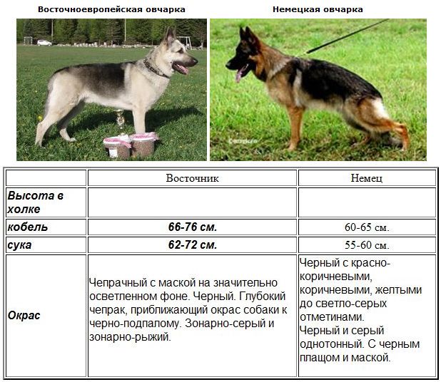 Овчарки восточноевропейская и немецкая: в чём отличия