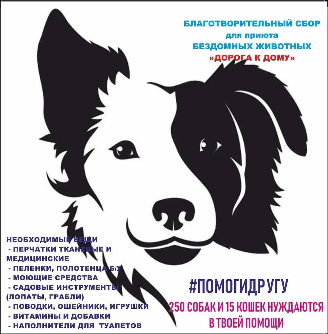 «кусочек счастья для бездомной кошки» — фонд, помогающий больным и бездомным кошкам — нож