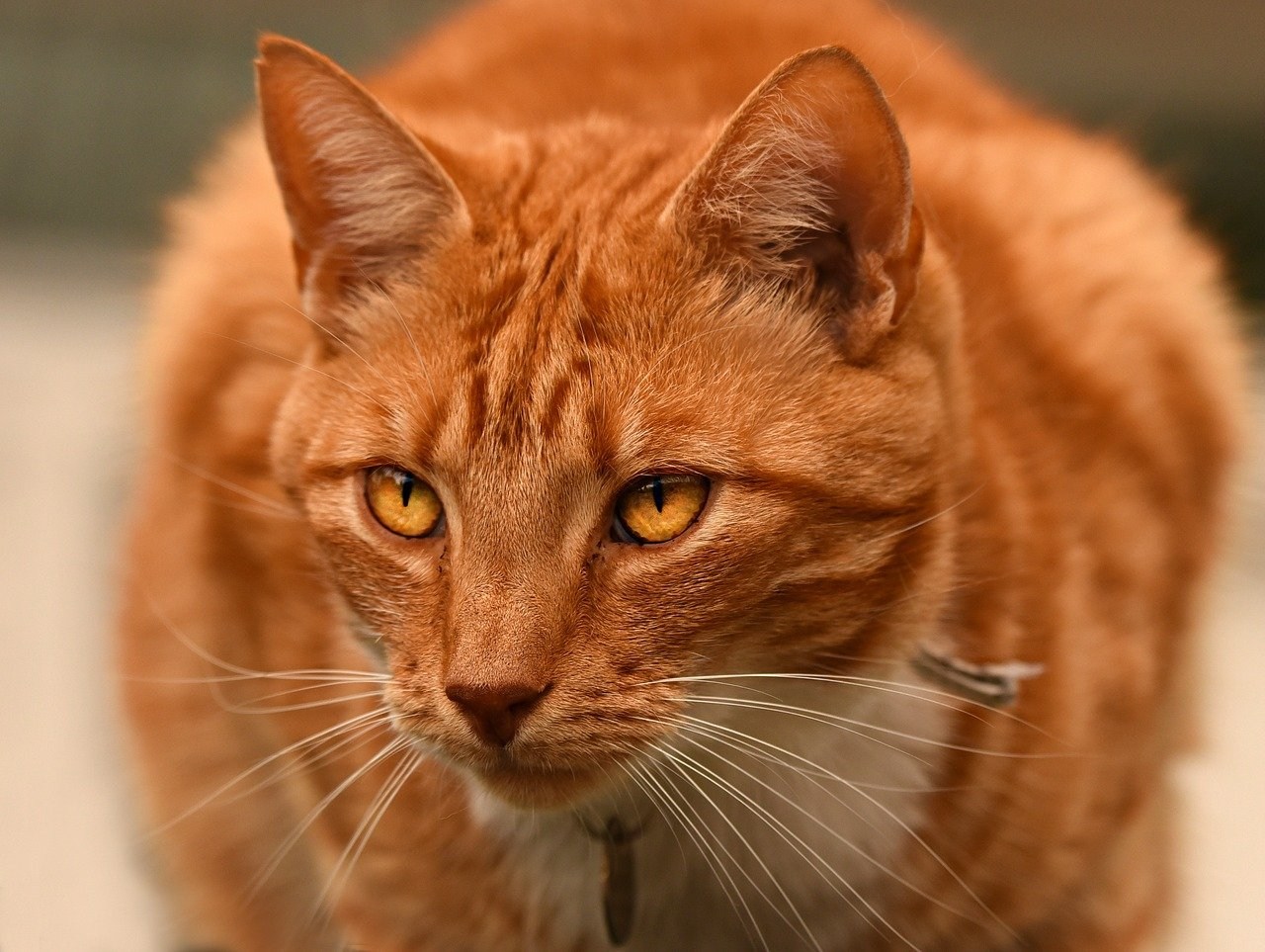 Рыжая кошка с зелеными глазами какая порода?
