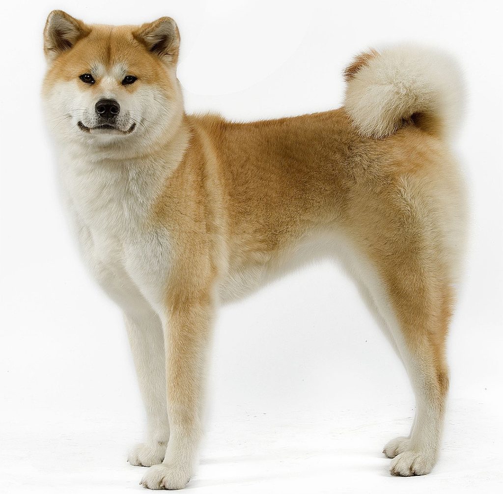 Японские породы собак: обзор всех представителей (+ фото)