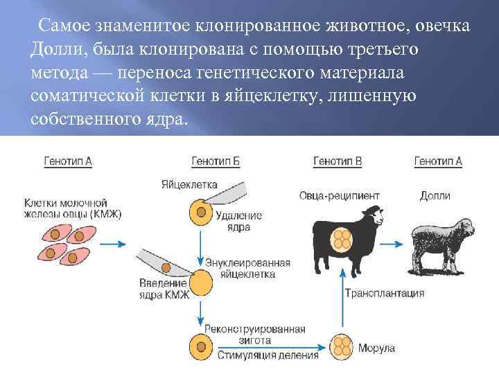 Методы клонирования