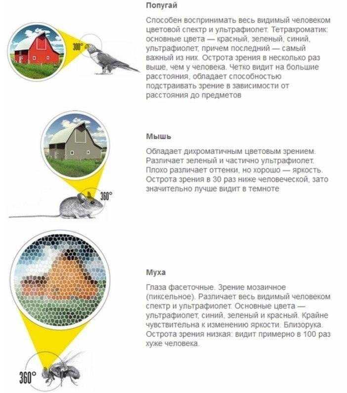 Попугай корелла ???? все, что нужно знать владельцу | pet7