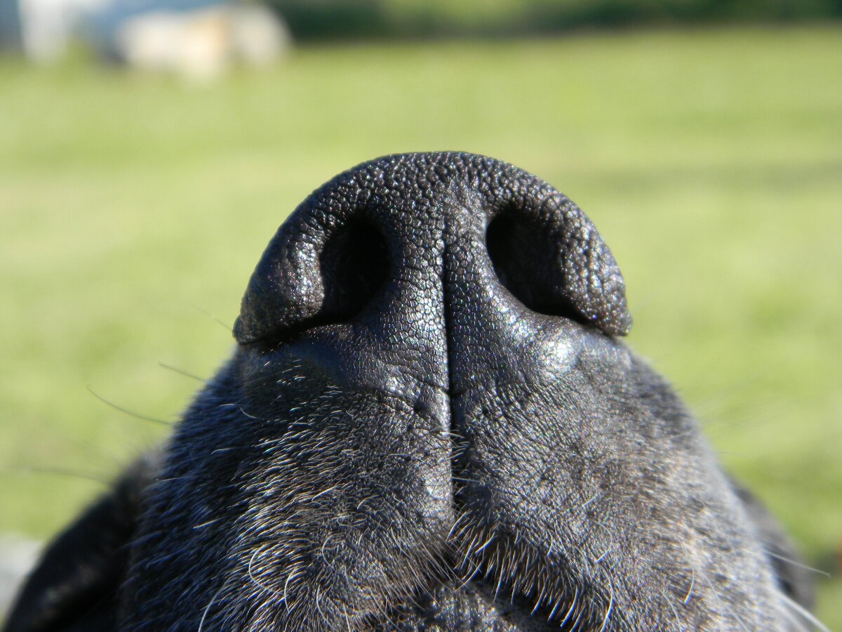 Какой нос у щенка. Нос собаки. Нос для собачки. Мокрый нос собаки. Собачий носик.