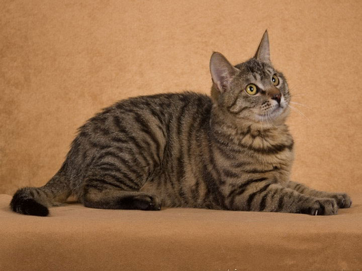 Китайская кошка: описание породы, характер, советы по содержанию и уходу, фото