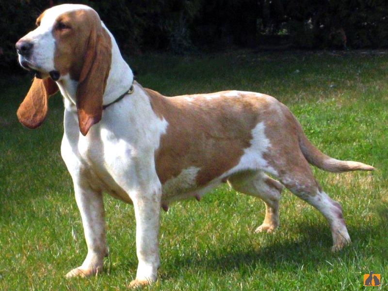 Описание породы собак алано эспаньол: характер, уход, предназначение