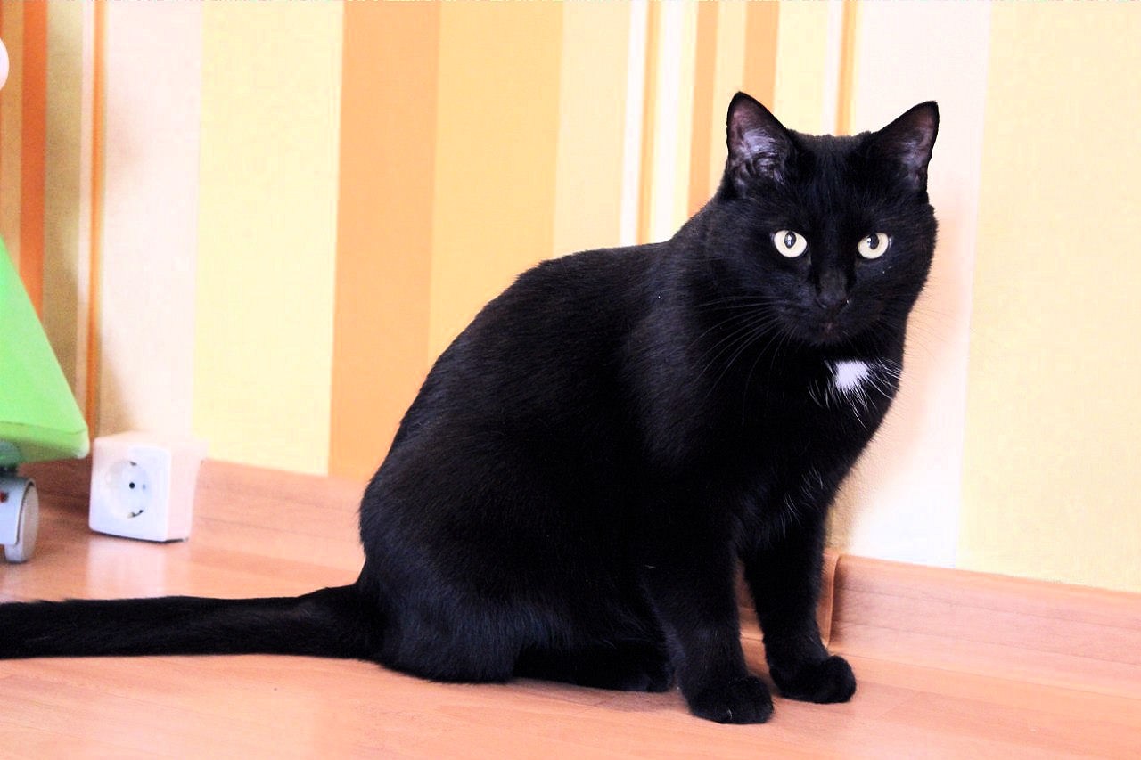Породы черных кошек и их темперамент