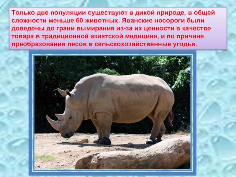 Всё о носорогах