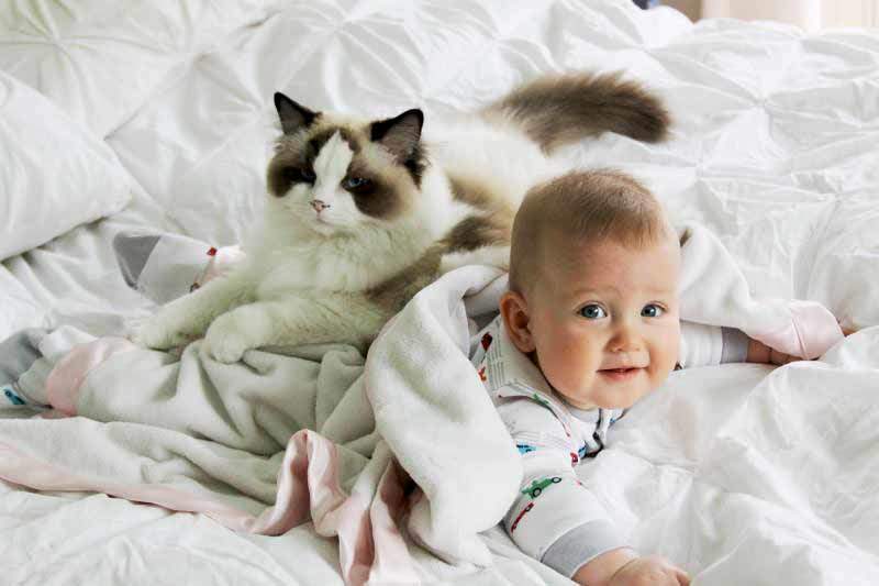 Лучшие породы кошек для детей по версии сайта "ваши питомцы" | ваши питомцы