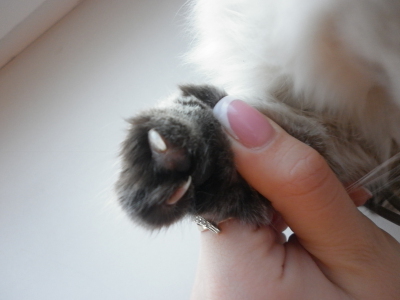 Сколько пальцев у кошки: 8 самых интересных фактов