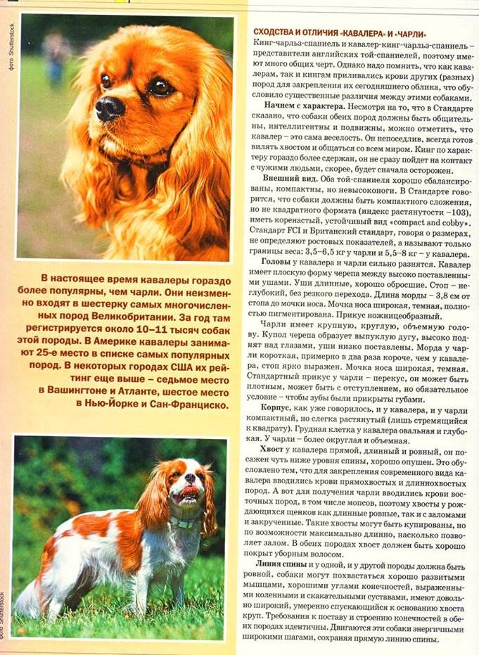 Континентальный той-спаниель: описание породы с фото, характеристика собаки, разновидности
