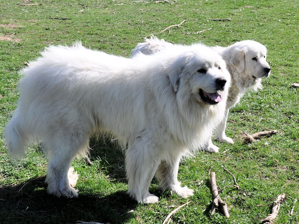 Характеристика породы пиренейская горная собака