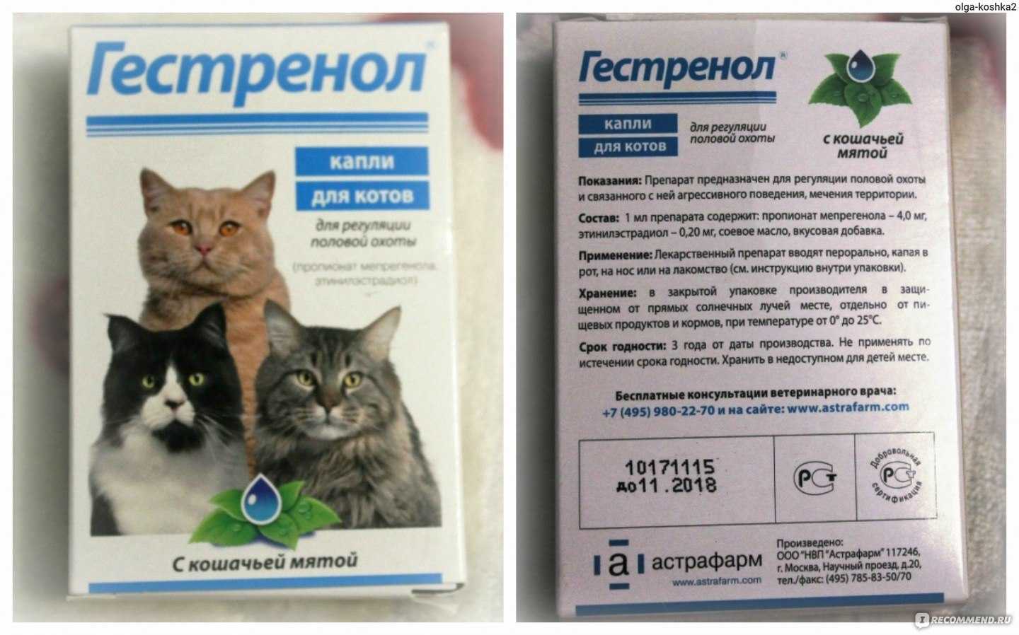 Успокоительное для кошек: выбираем лучшее!
