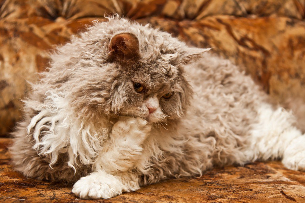 Селкирк рекс — порода кошек с шерстью и характером ягнёнка