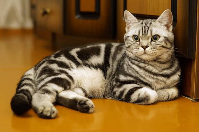 Черепаховая кошка - энциклопедия про кошек и собак