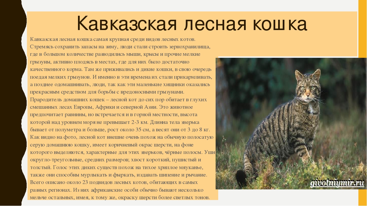 Амурский лесной кот – сообщение; амурский лесной кот – описание, среда обитания, повадки