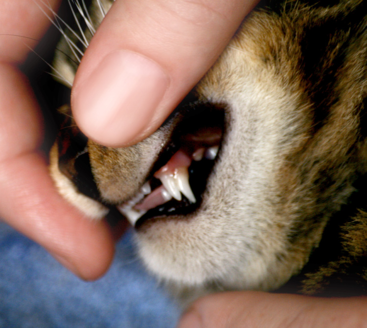 Меняются ли зубы у котов: разбираем внимательно