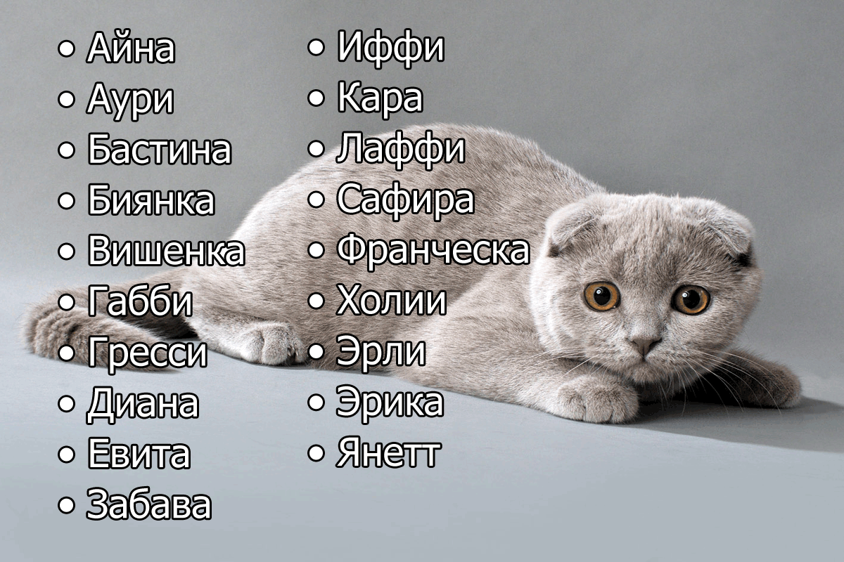 Имена для котов - список лучших кличек для котят мальчиков