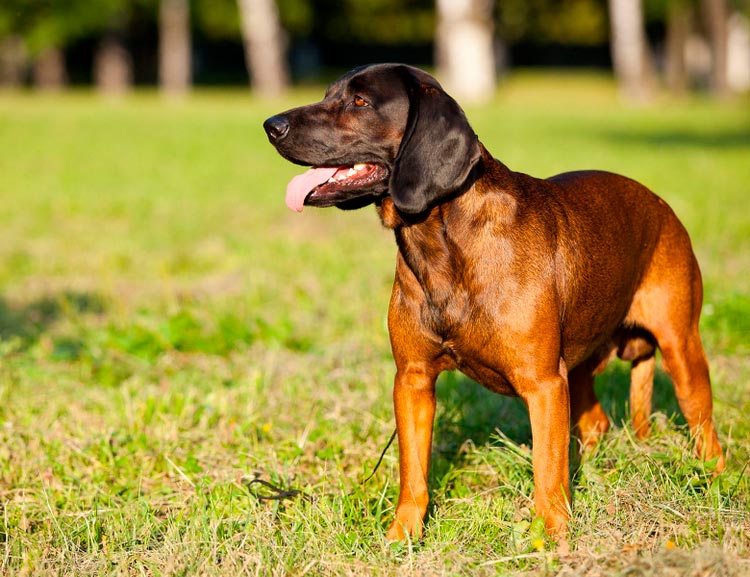 Баварская горная гончая собака — описание породы