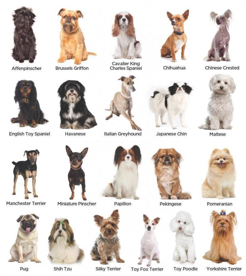 Декоративные породы собак с фотографиями и названиями
