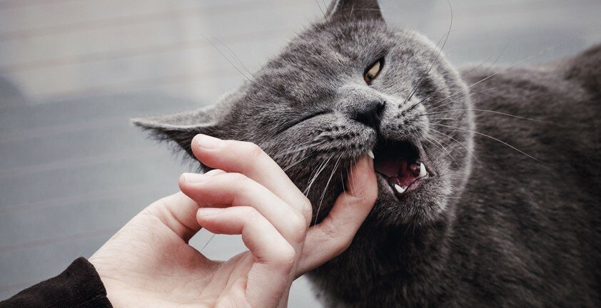 Почему кот или кошка злится, царапается и кусается, когда гладишь, почему не дает себя гладить? почему кот кусается просто так, без причины? — женские советы