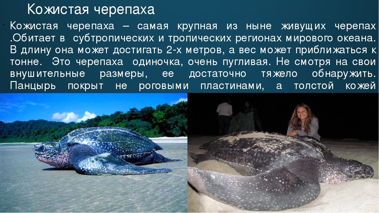 Самая крупная и быстрая из современных черепах — кожистая черепаха, или лут. 100 великих рекордов живой природы