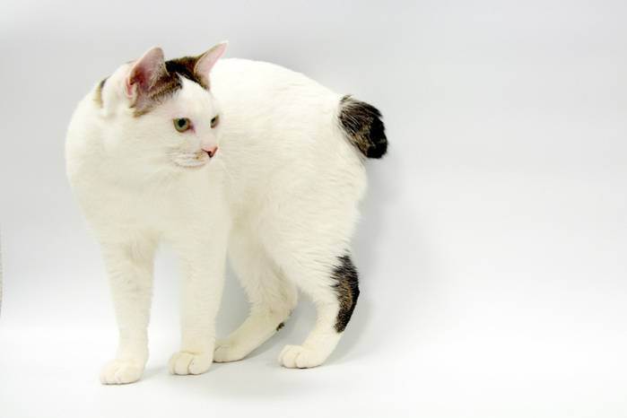 Японский бобтейл кошка: описание породы