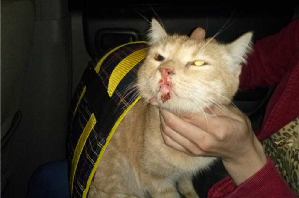 Быстрое и безопасное лечения насморка у кота в домашних условиях