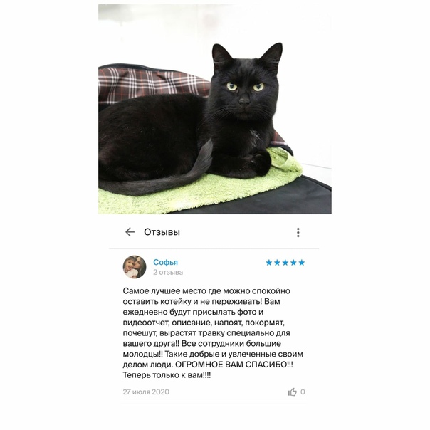 Не просто «кис-кис»: что такое кэтколлинг?