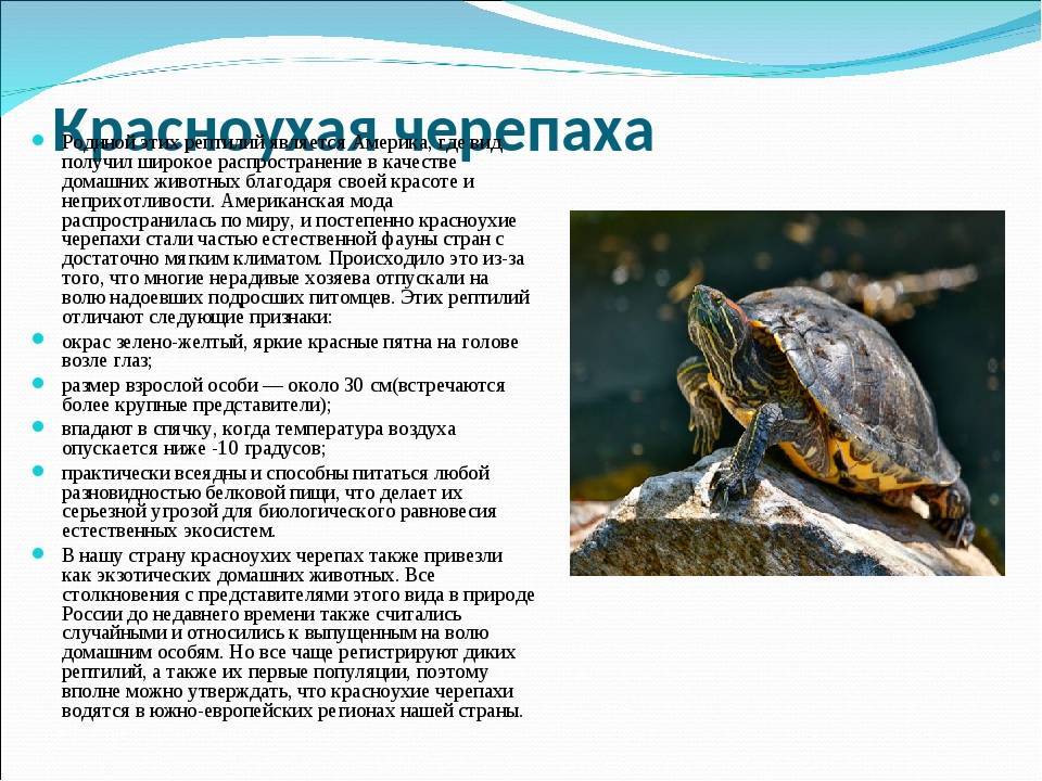 Красноухая черепаха. описание, особенности, уход и цена красноухой черепахи | животный мир