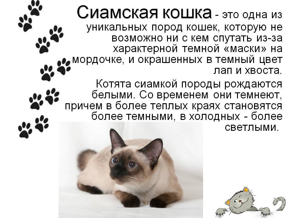 Самый грустный кот (grumpy cat)