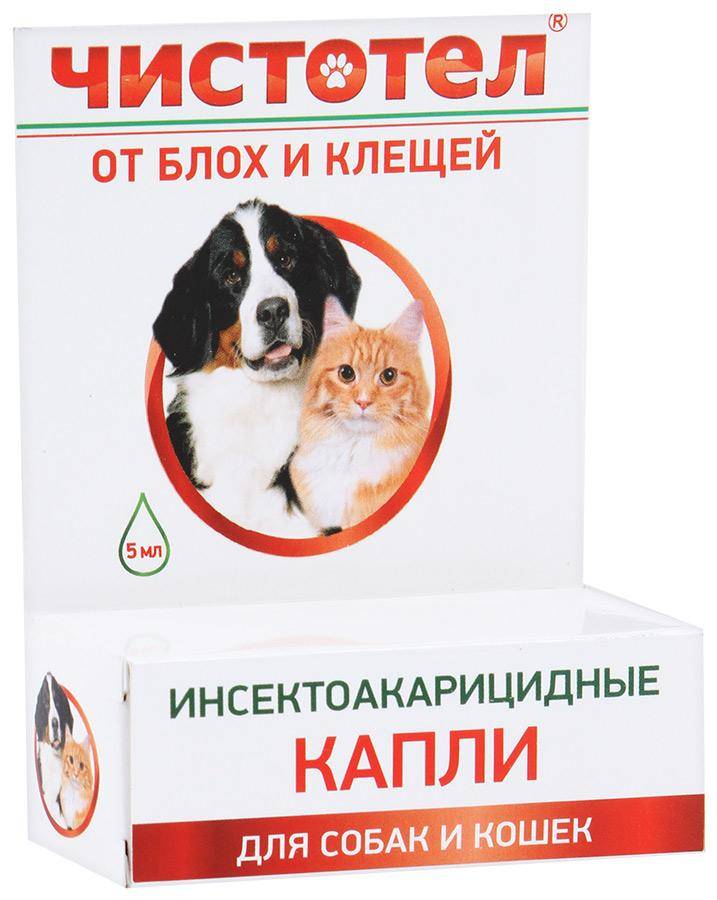 Что делать, если кошка отравилась, возможные симптомы, первая помощь