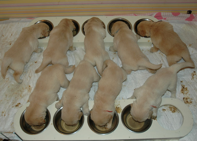 Чем кормить кормящего йорка: рацион собаки после родов