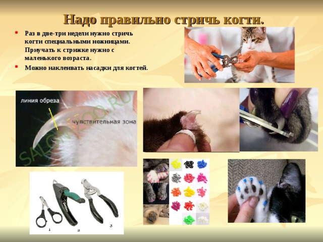 С какого возраста можно стричь когти котенку в домашних условиях: рекомендации и советы