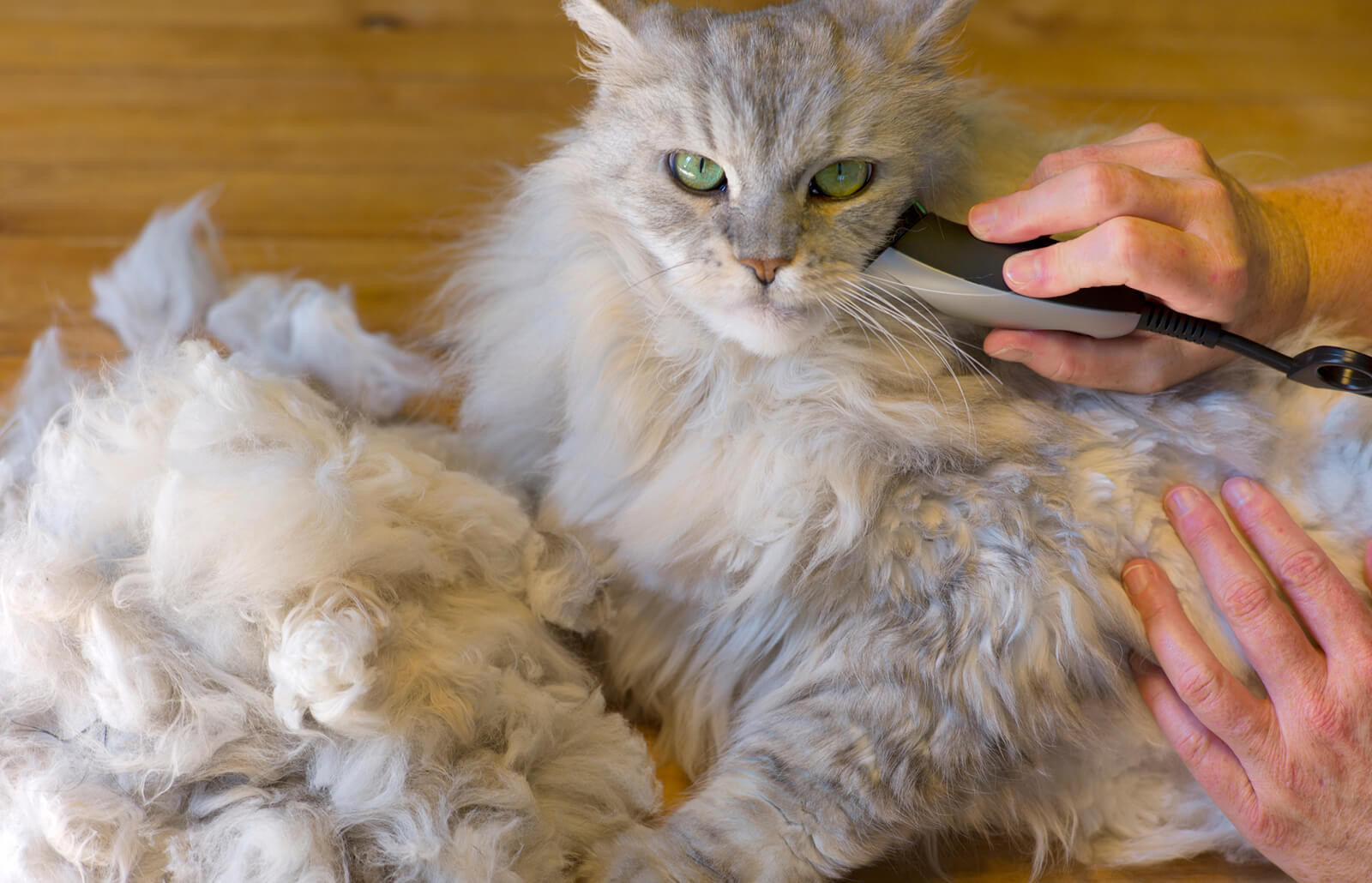 Колтуны у котов и кошек