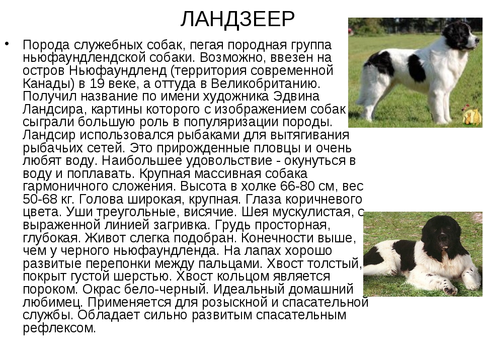Леонбергер: фото собаки и описание породы, особенности содержания и социализации, выбор щенков