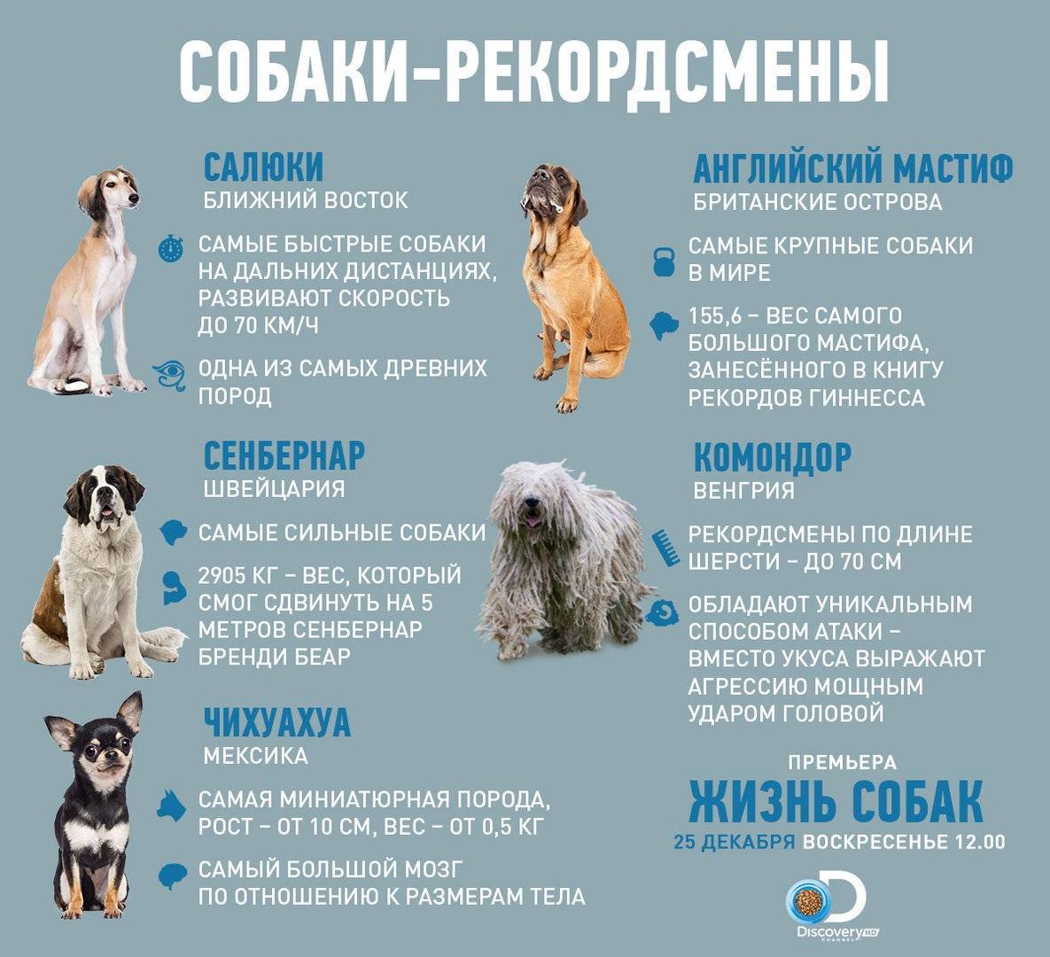 Сколько живут собаки в домашних условиях - средняя продолжительность жизни и породы долгожители