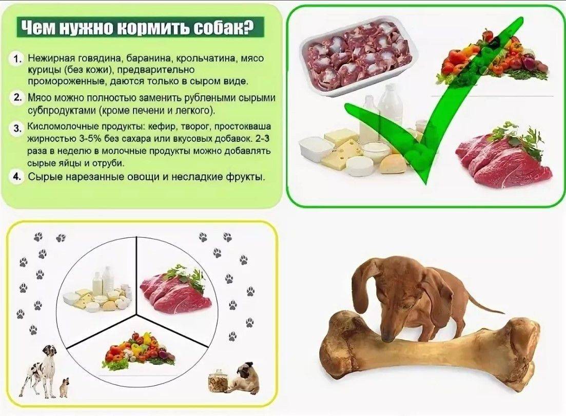 Лечебное питание для кошек — prescription diet от hill's