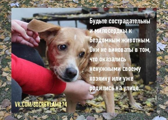 6 способов как помочь бездомным собакам, не подбирая всех домой